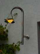 Tulpe h&auml;ngend CNS